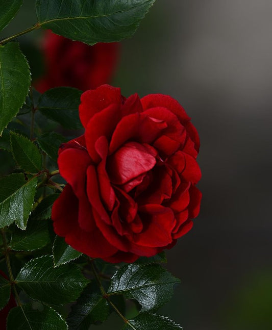 The Timeless Elegance of Red Roses