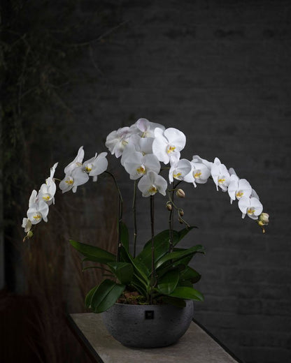 White Orchid