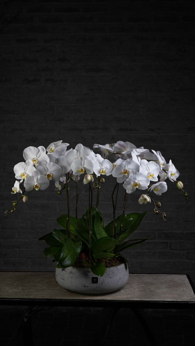 White Orchid