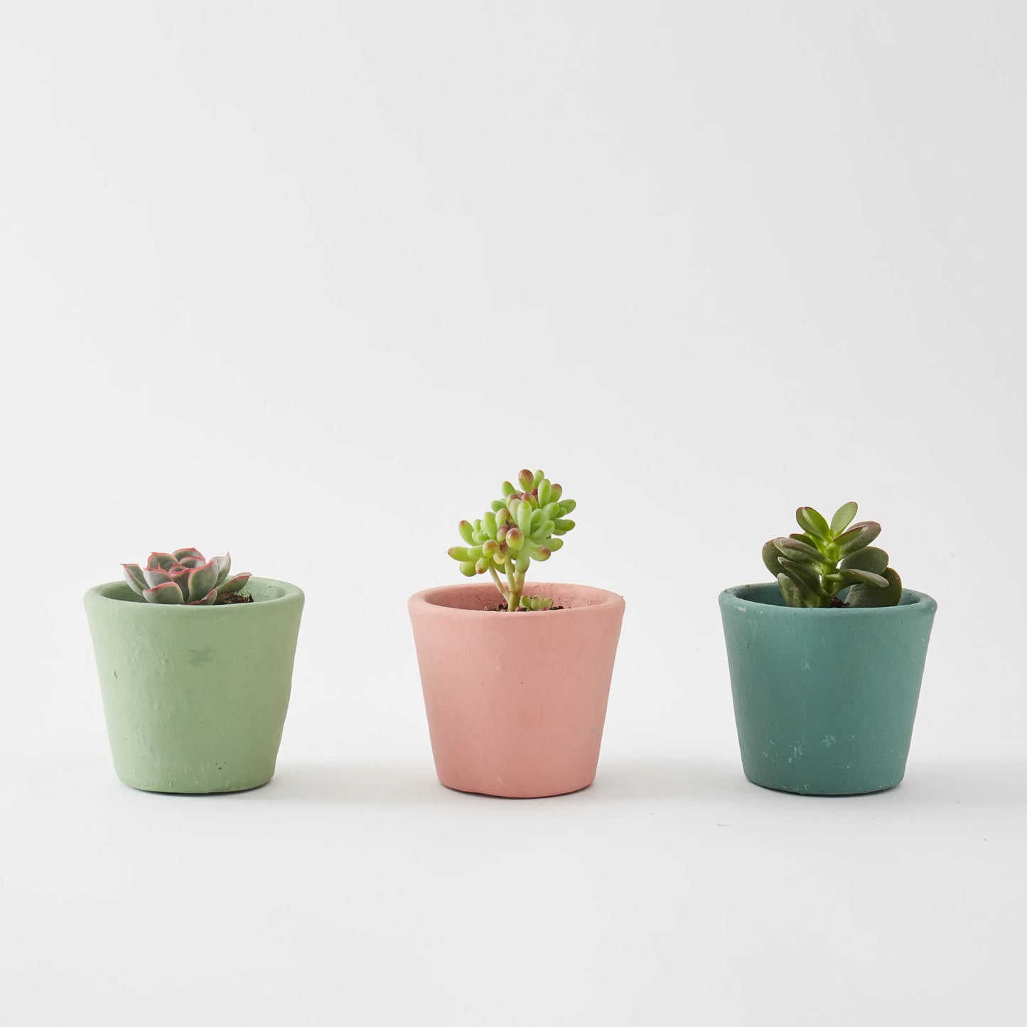 Mini Succulents - Set of 3