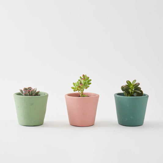 Mini Succulents - Set of 3