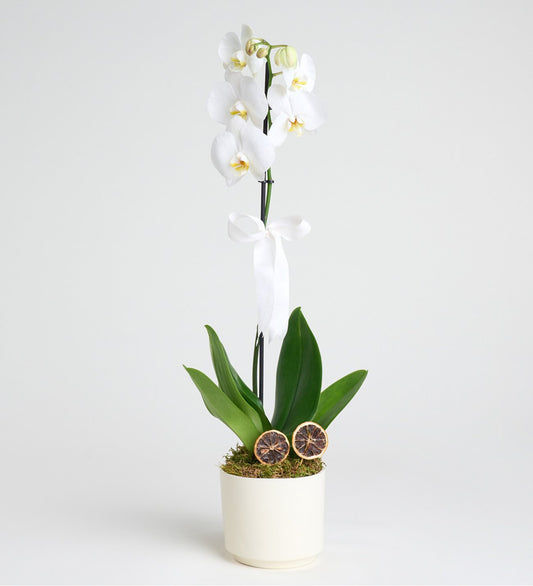 White Orchid