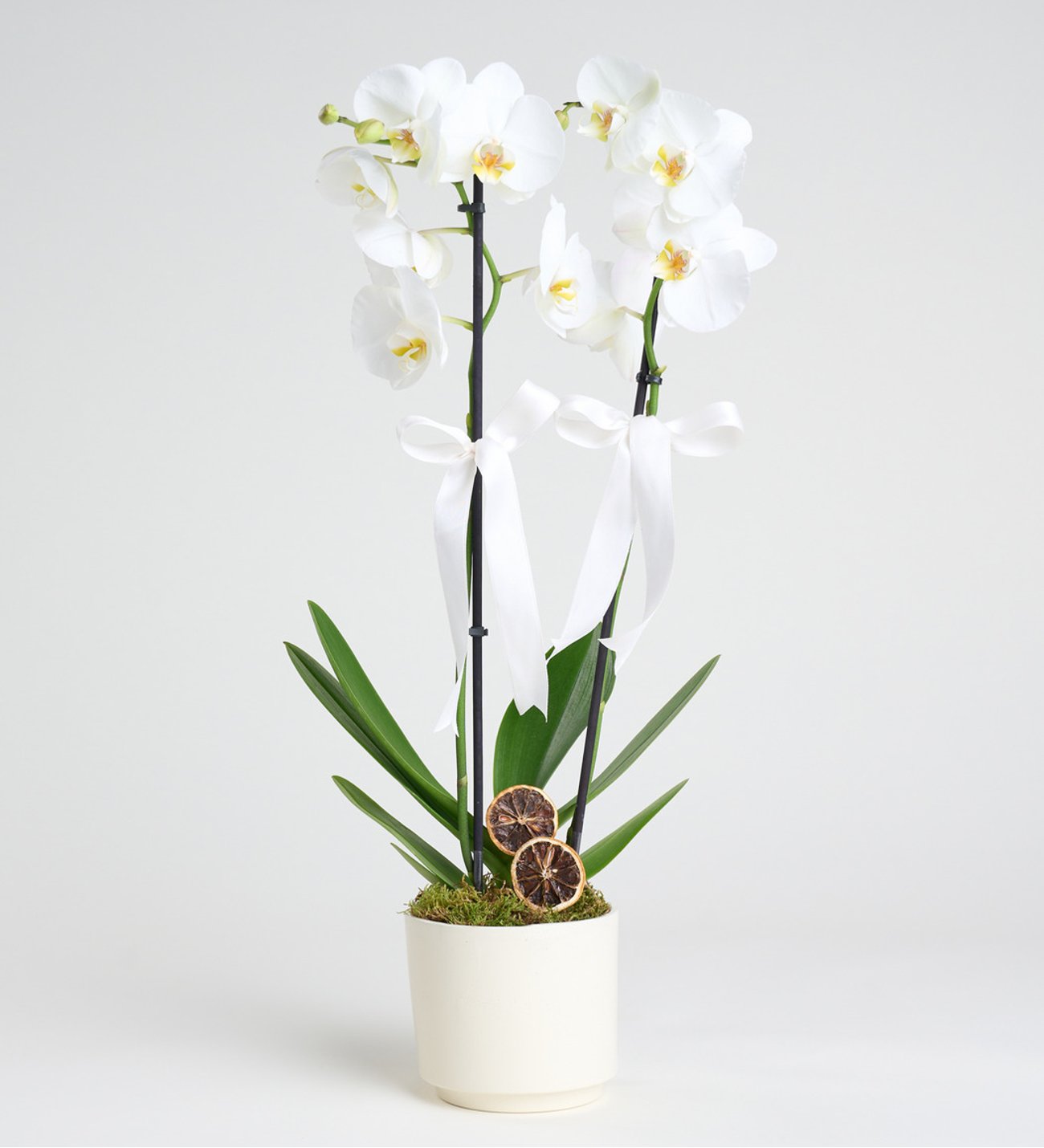 White Orchid