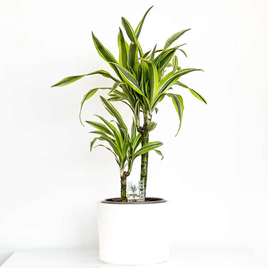 Dracaena Lemon Lime