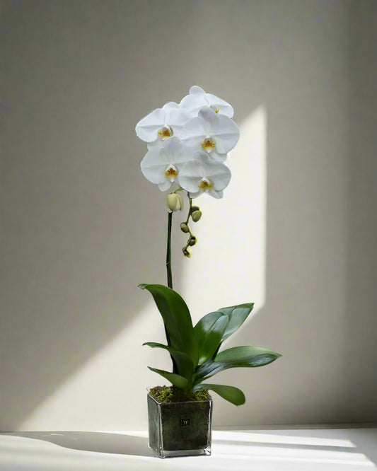 White Orchid